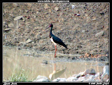 Black Stork