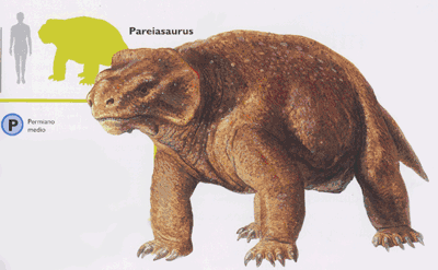 [Pareiasaurus.gif]