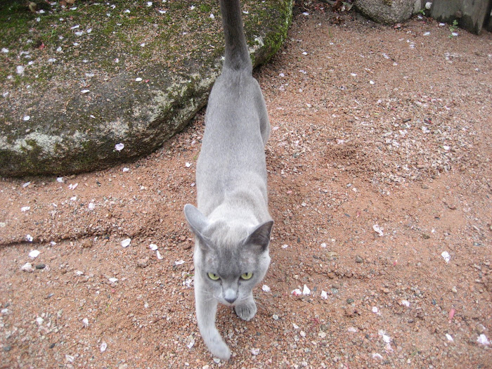 Craigievar Cat