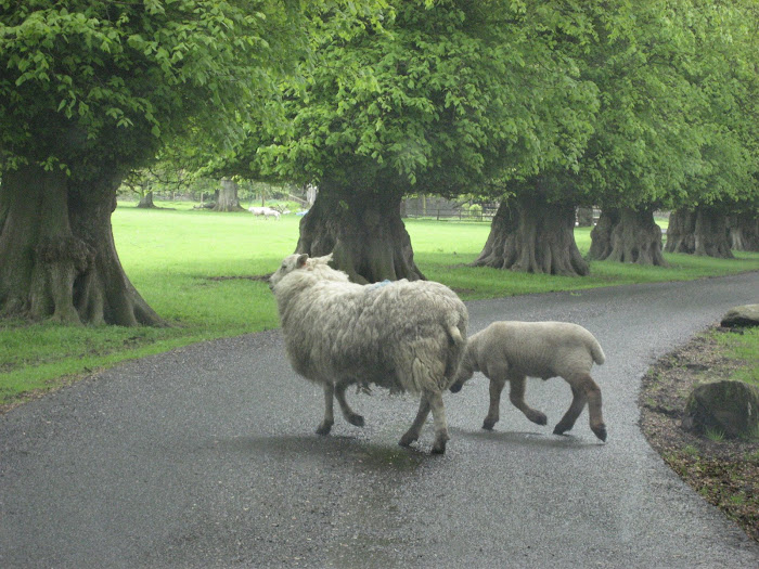 More crazy eyed sheep