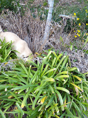 Pup in the shrubs