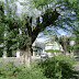 Descaso! Celpe poda de forma absurda árvores da Antônio Japiassú em Arcoverde
