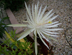 Chrisanthemum caactus