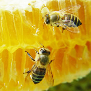 [honeybees300.jpeg]