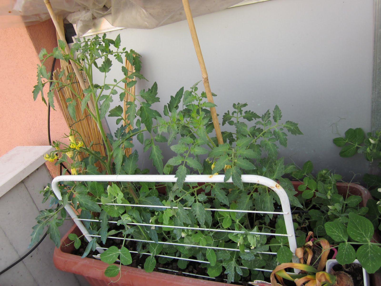 L'ORTO SUL BALCONE E TERRAZZO DI CASA: pomodoro in fiore e ...