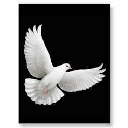 dove flying painting spirit holy bird doves wings zazzle pigeon viola frank christian postcard tattoos tattoo does drawing observations 3d