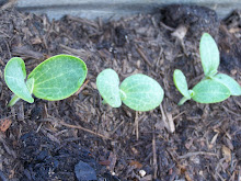 cucumber sprouts from our fall garden
