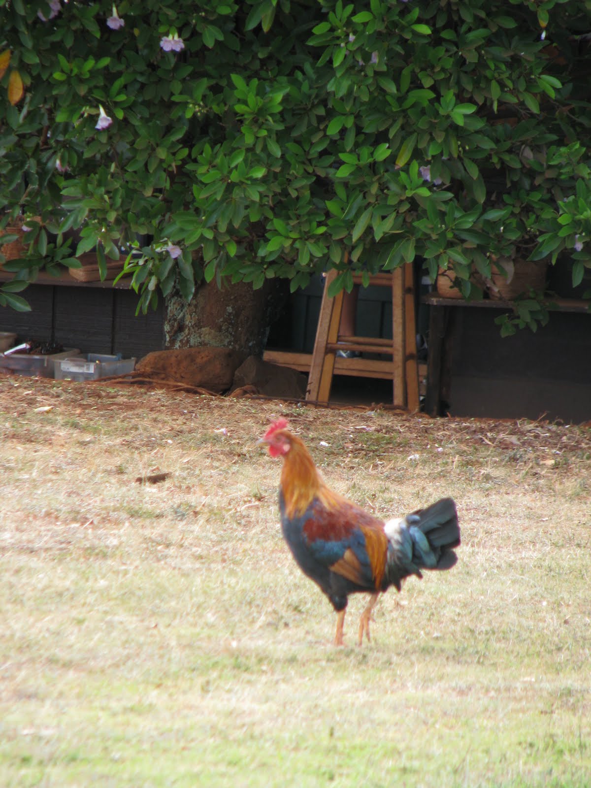 The Summitt Family Animals of Kauai