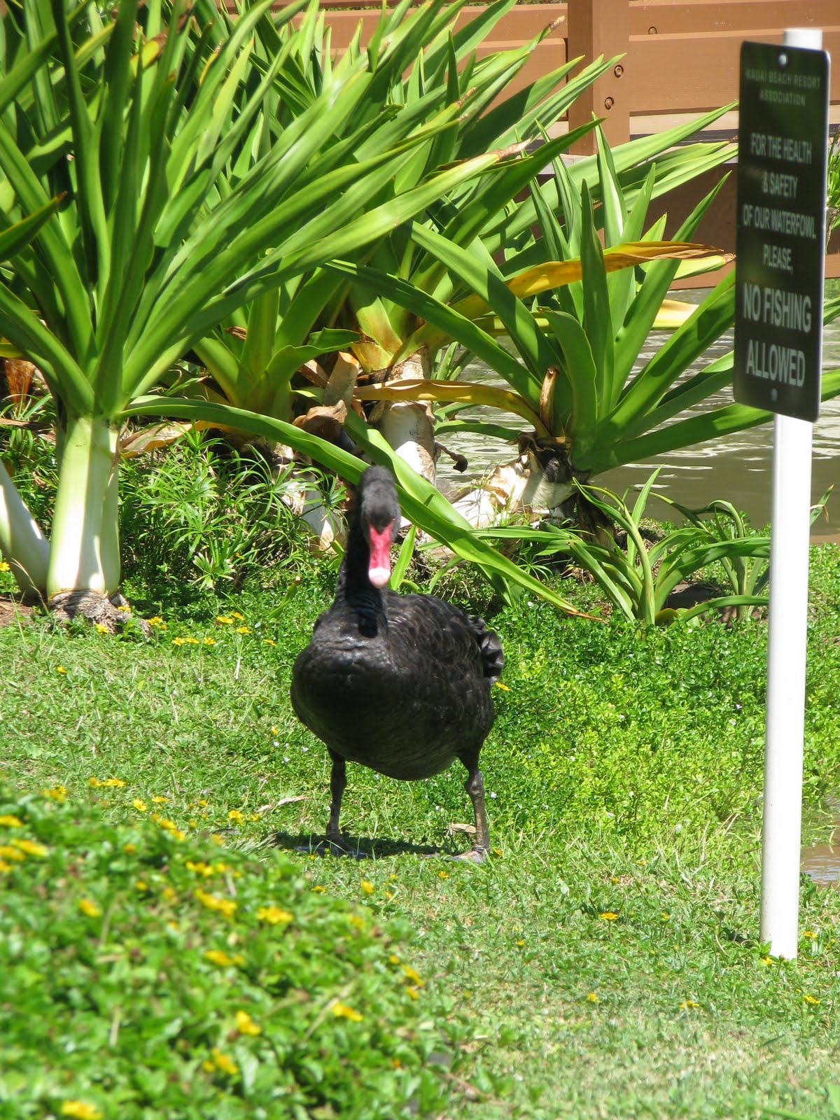 The Summitt Family Animals of Kauai