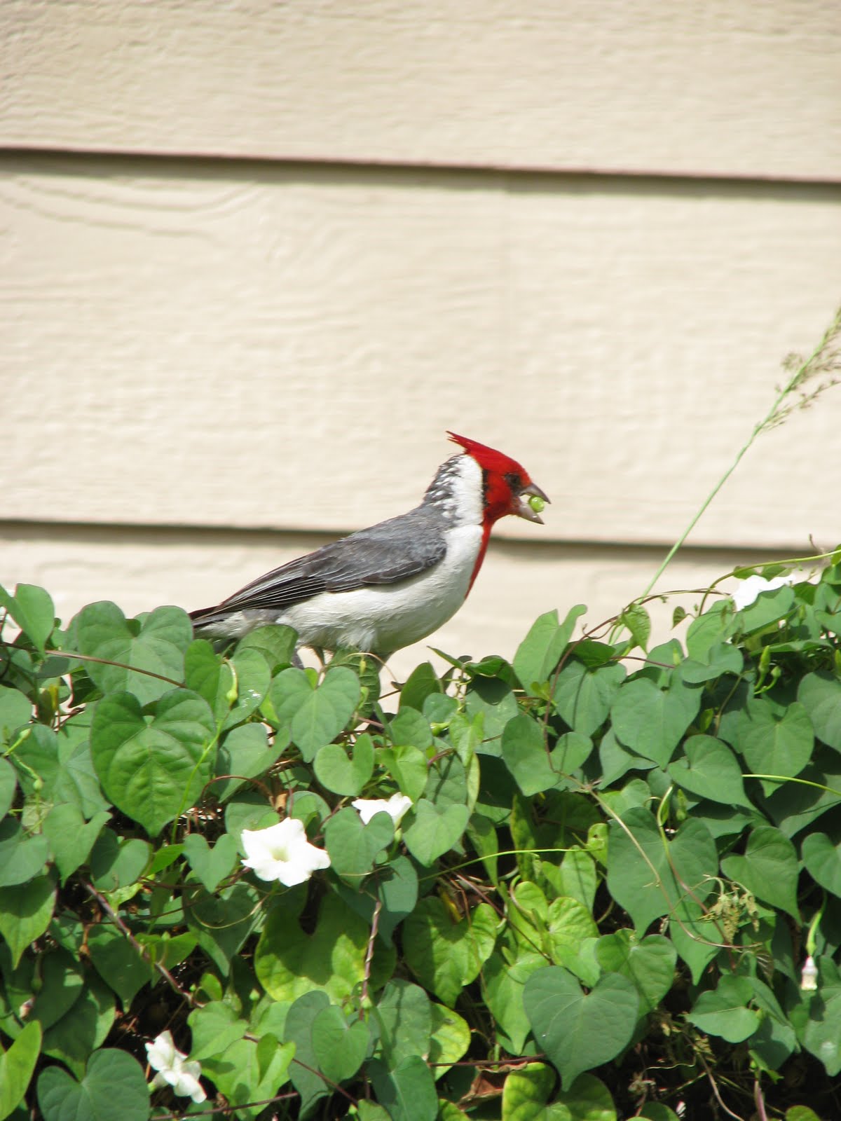 The Summitt Family: Animals of Kauai