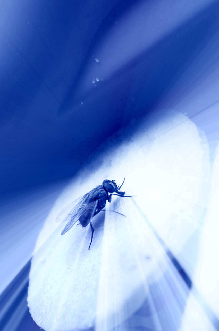 The Music In It Adele Kenny s Poetry Blog Poetry Prompt 41 A Fly 