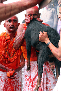 animal+sacrifice.gif