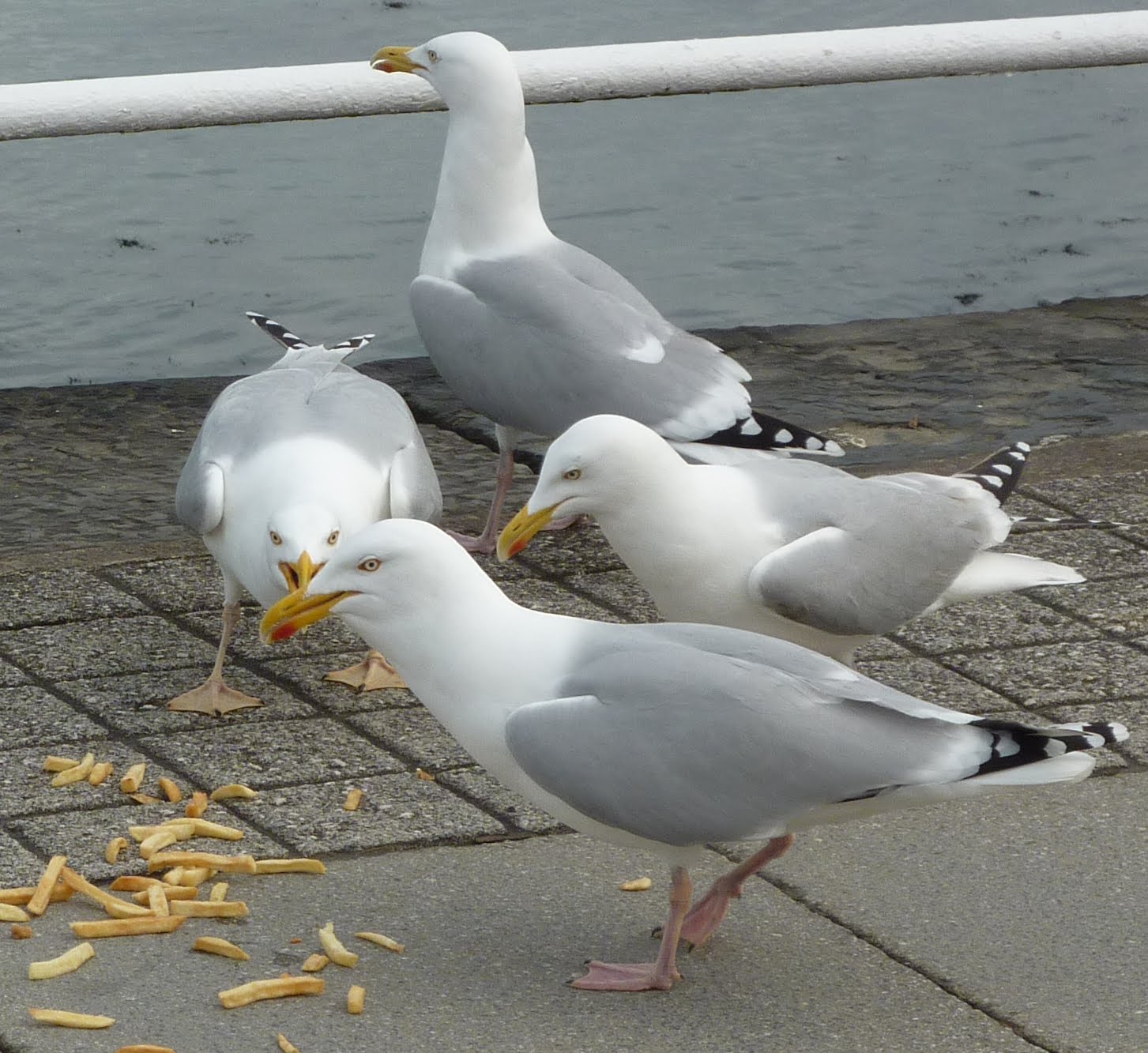 Ceredigion Birds HERRING GULL with pale yellow legs