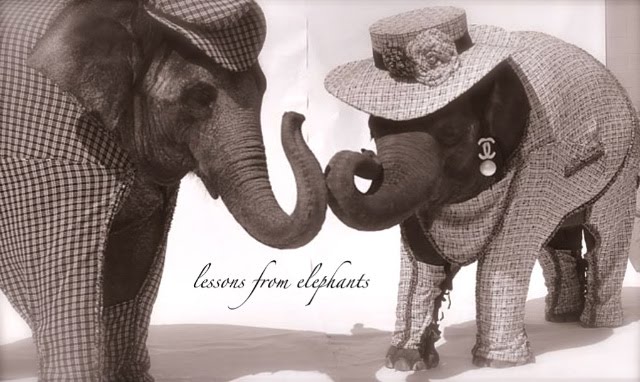 lessons from elephants