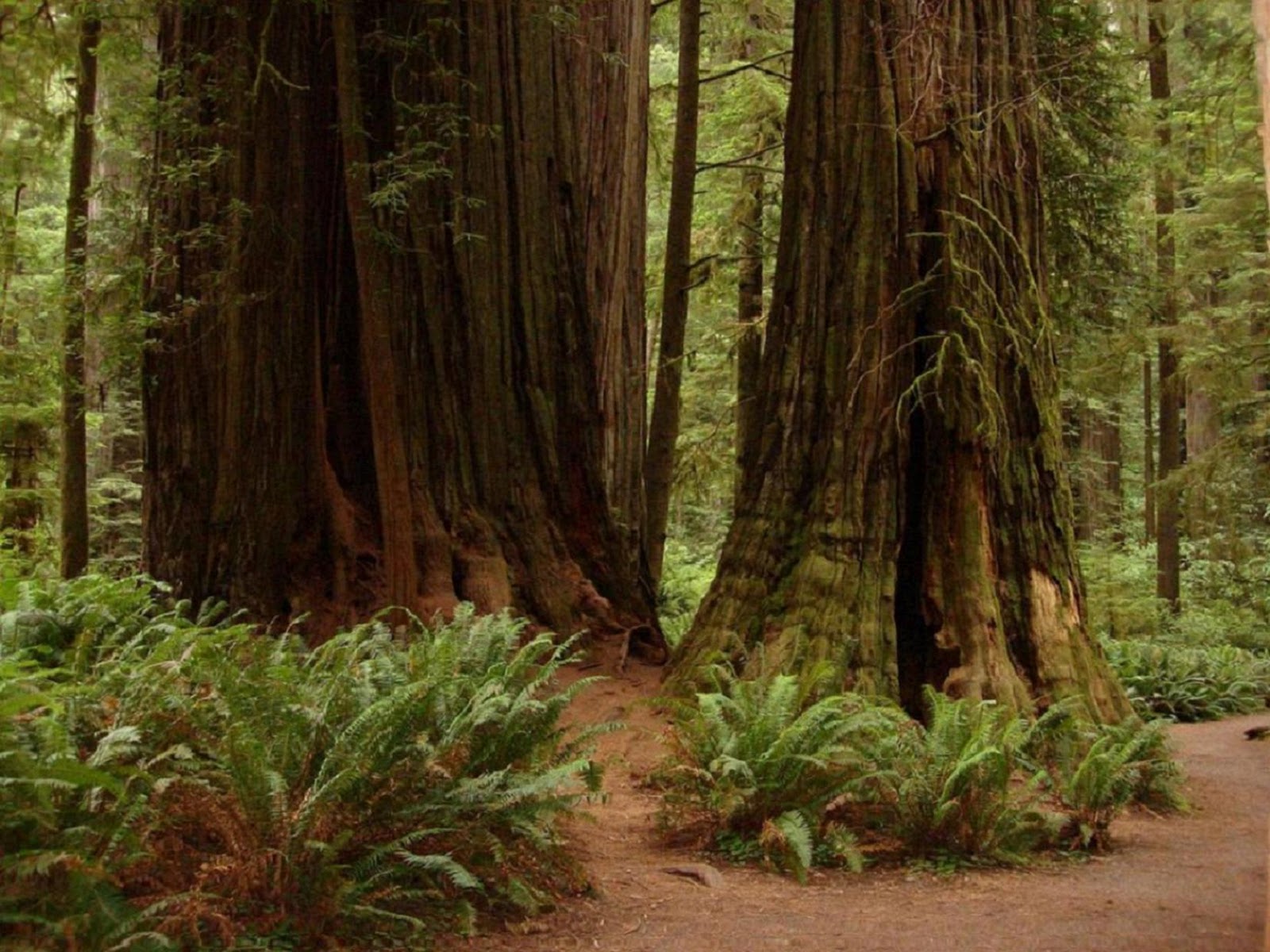 Photos 2 Share Trip to the Redwood Forest (Crescent City, CA)