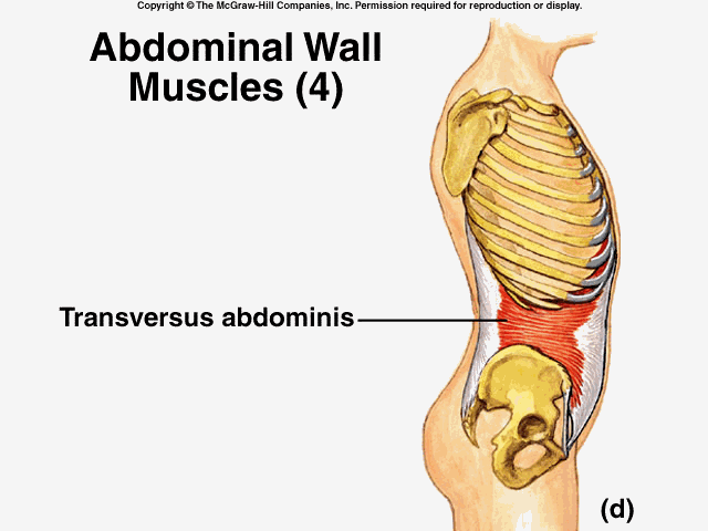 Cal Poly Pomona Bronco Fitness Center CORE ABS An Incomplete Equation