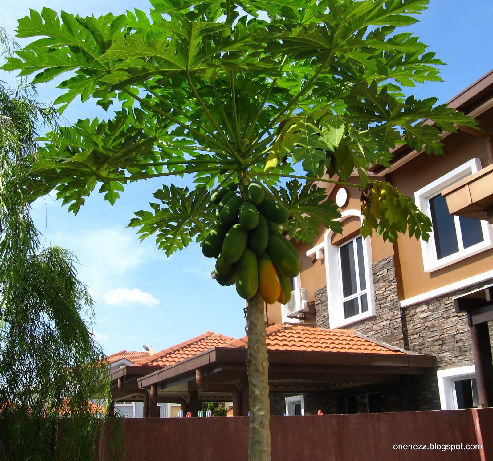 Onenezz How To Keep Papayas Within Reach