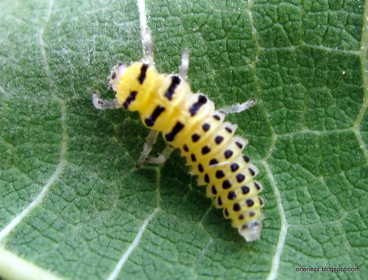 Onenezz Life Cycle of Ladybugs