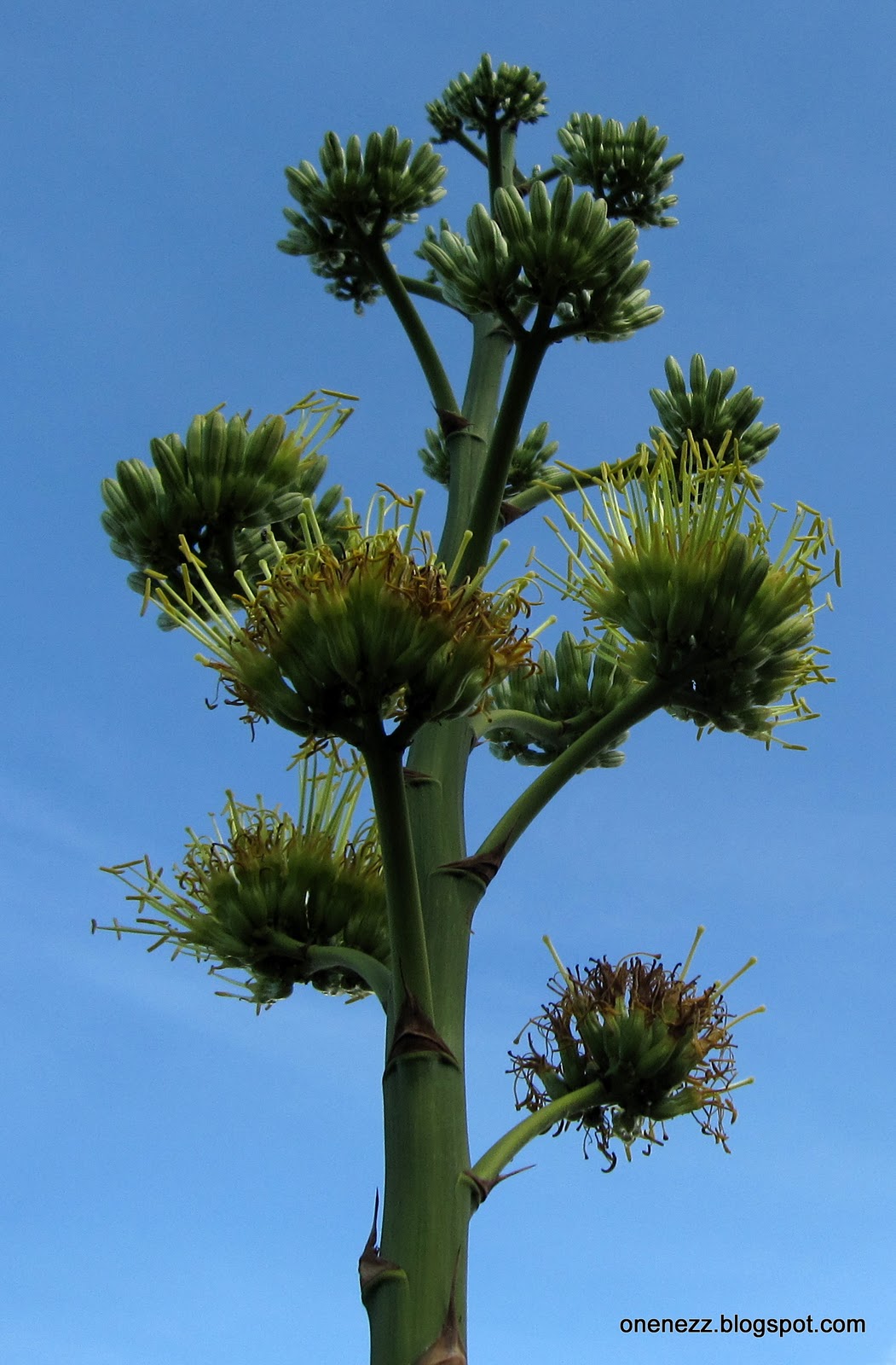 Onenezz: Flowering Agave Onenezz: Flowering Agave