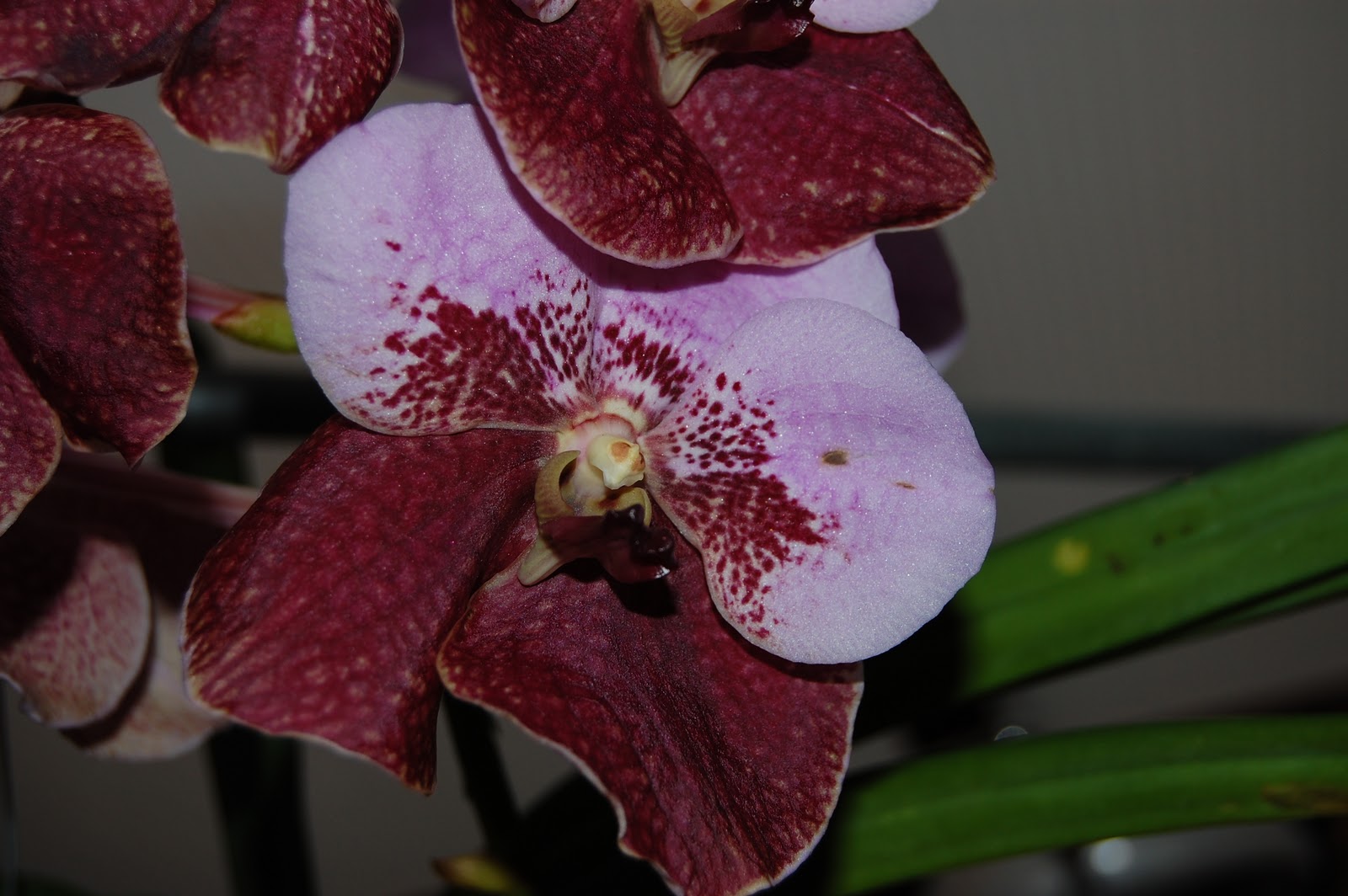 Paradis des fleurs: Album N°24 Vanda