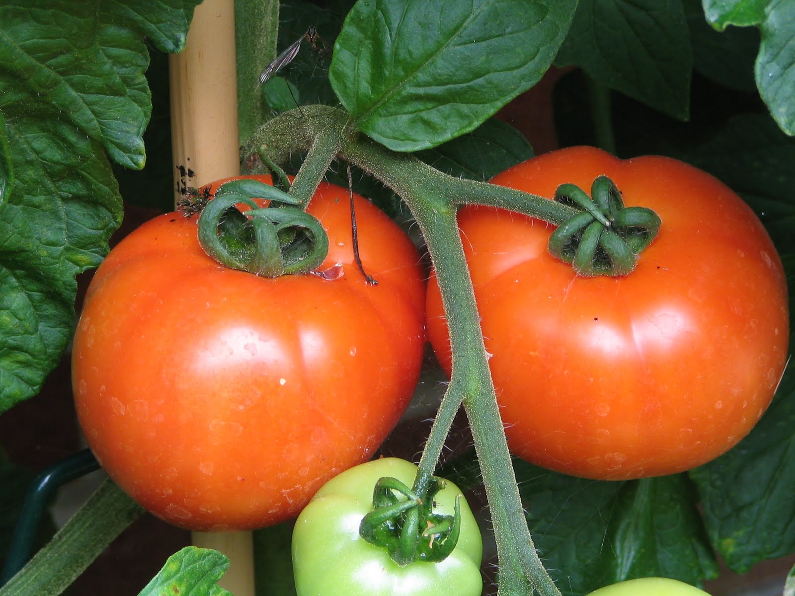 Ferline Mark's Veg Plot: Tomatoes
