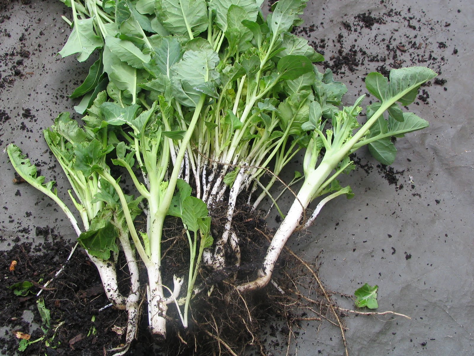Mark's Veg Plot Tenderstem Broccoli the wonder vegetable
