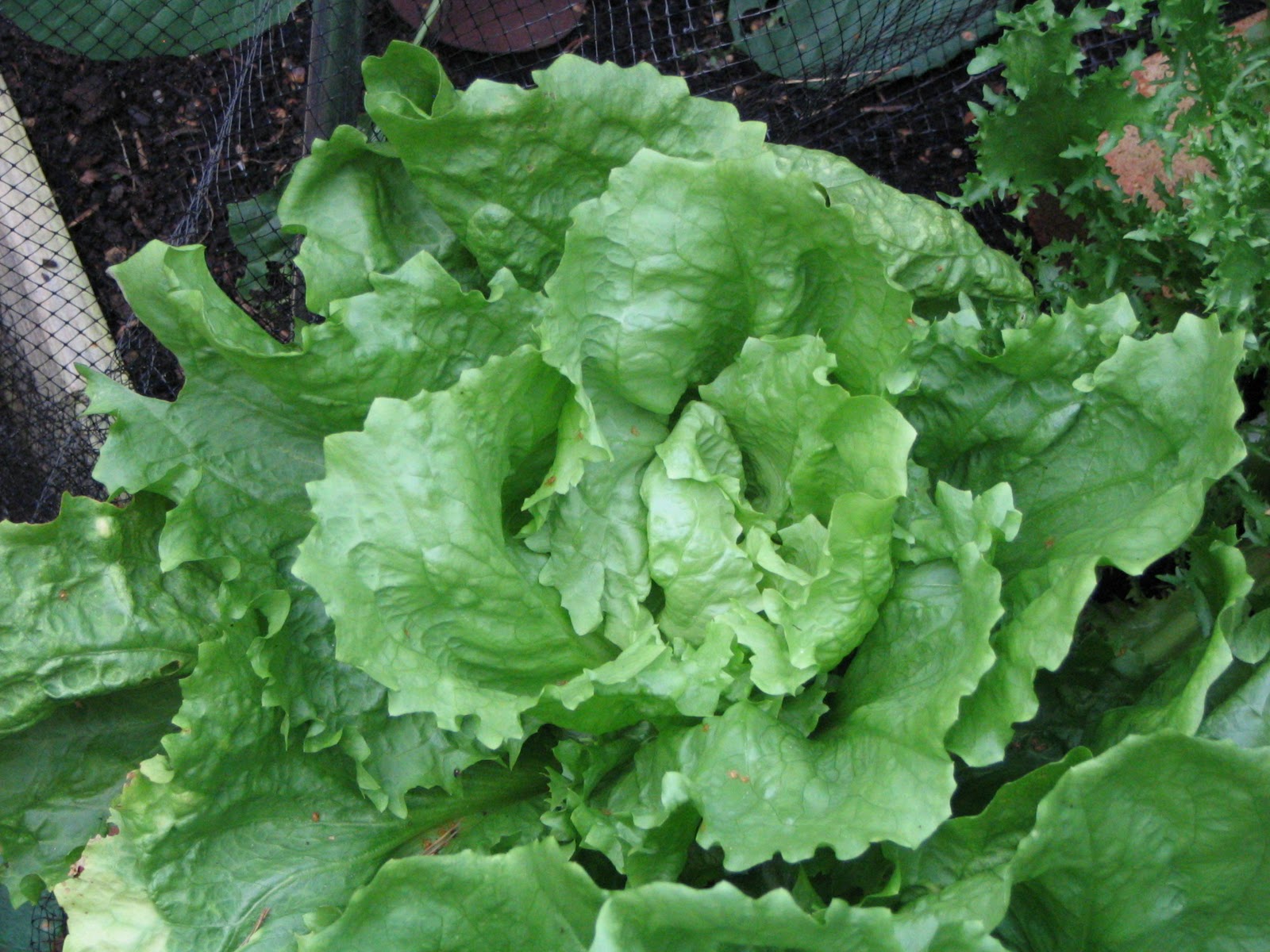 Blanching Endives