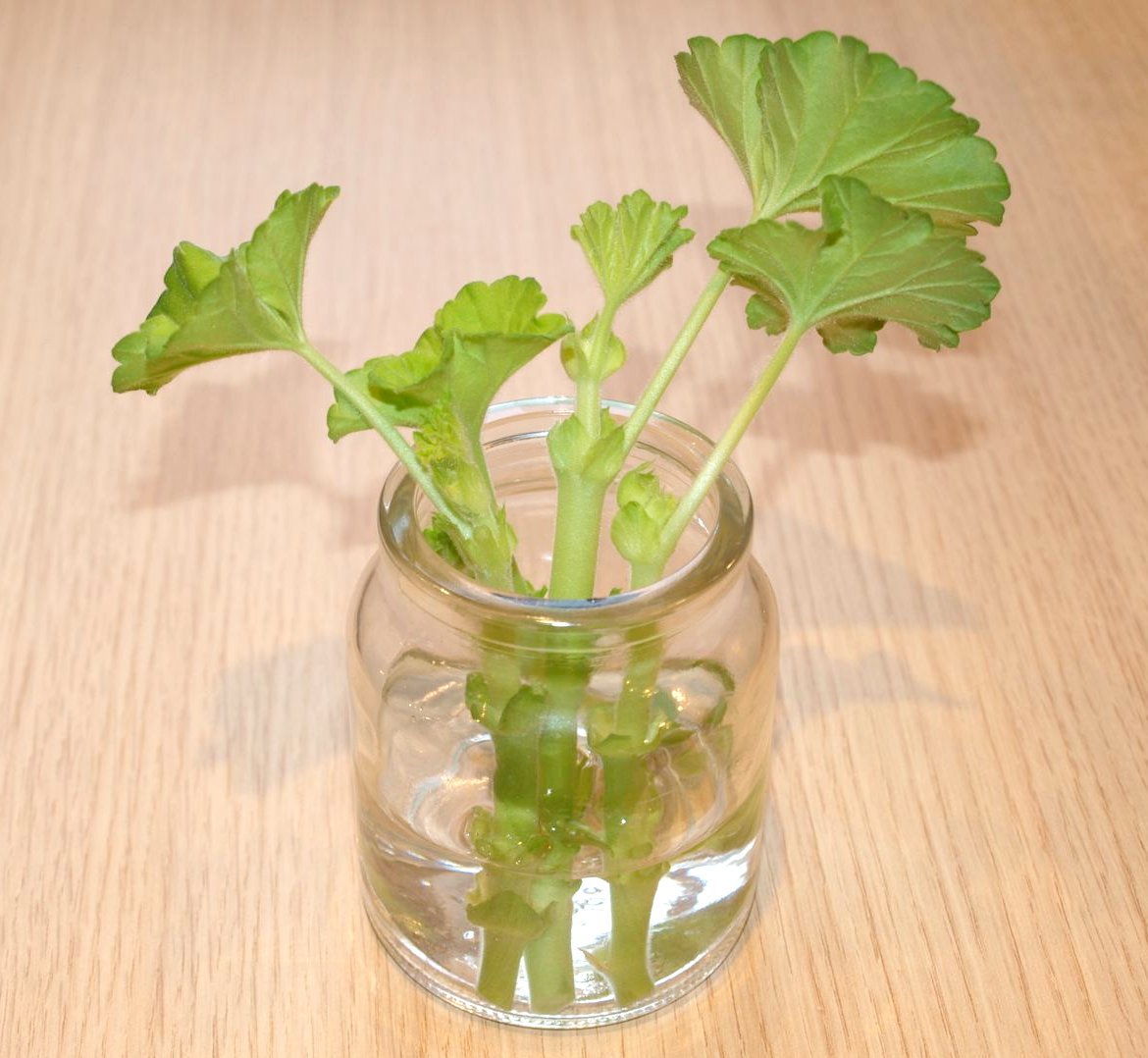 Mark's Veg Plot Taking Geranium cuttings