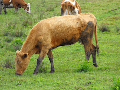 Mi vecina es una vaca.