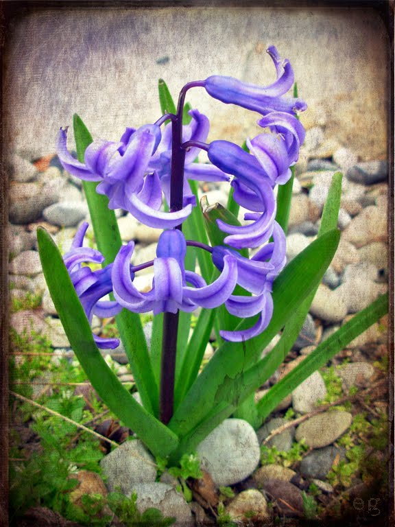 [hyacinth+copy.jpg]