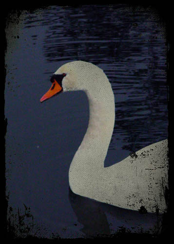 [swan+darken.jpg]