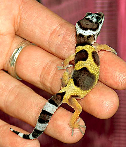 leopard-gecko-and-bearded-dragon-8