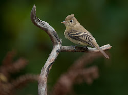 what bird flies the farthest 8