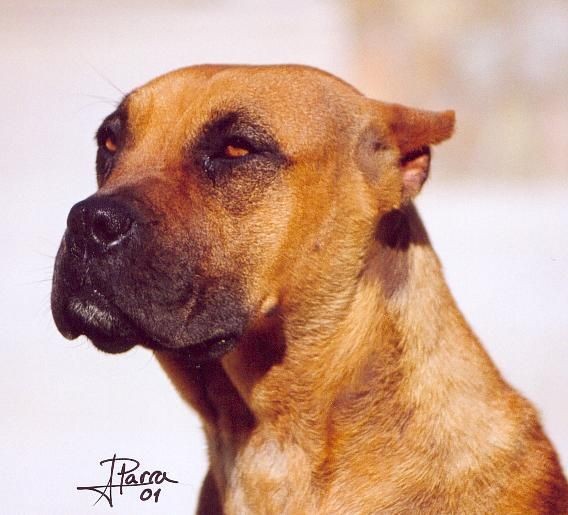 Pincha en la foto para ver hembras