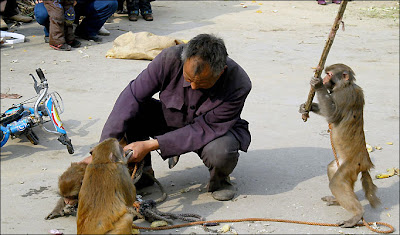 Taking some stick ... a monkey whacks him 