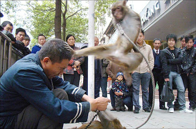 Savage ... monkey sidekick attacks trainer