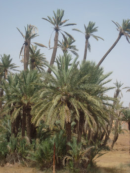 Les palmiers de Natascha