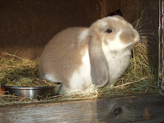 My gorgous rabbit