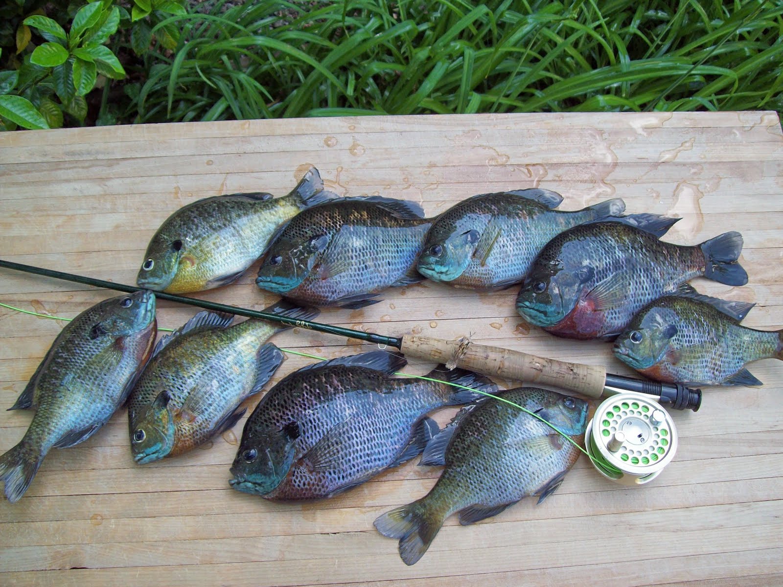fishing rod for bluegill