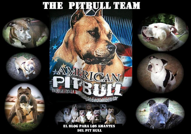 The Pit Bull Team