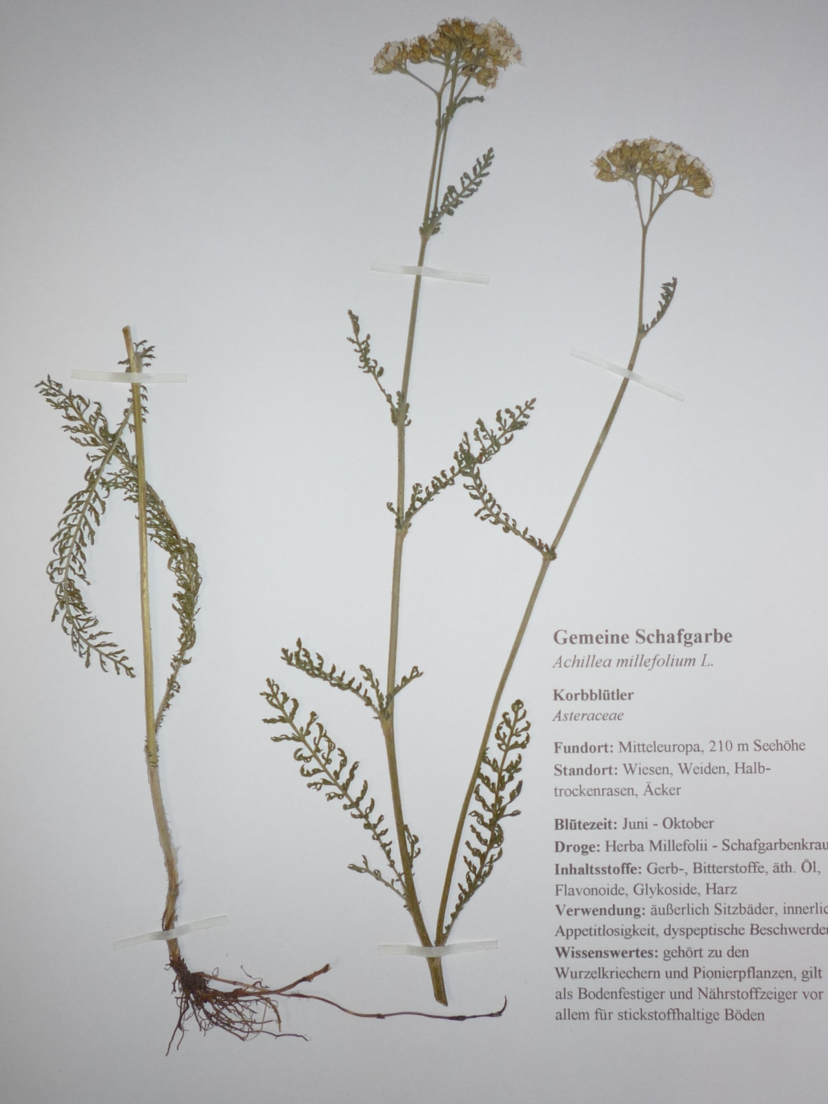 Gemeine Schafgarbe Kraut (Achillea Millefolium) – 50g, 100% Naturrein, Wild Gesammelt