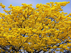 Día del árbol Araguaney es el Árbol Nacional celebrado el último domingo de Mayo