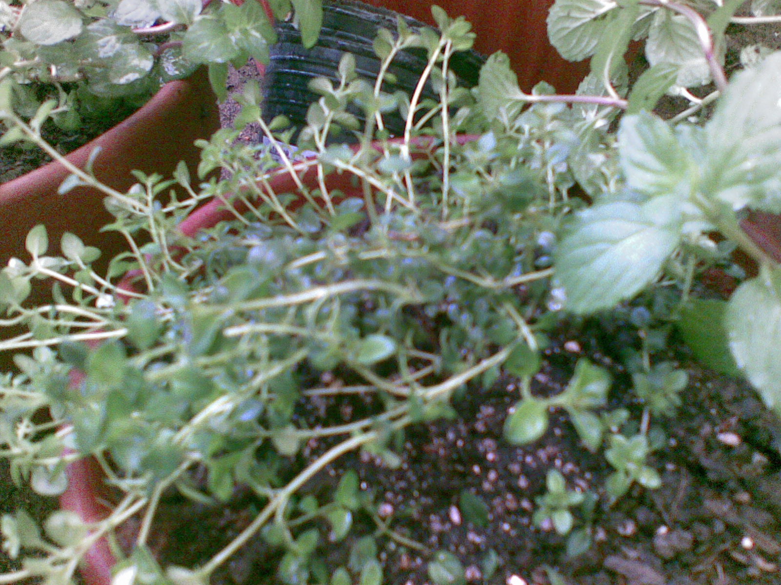 Mental Notes Root Division Propagation 2 Oregano Thyme