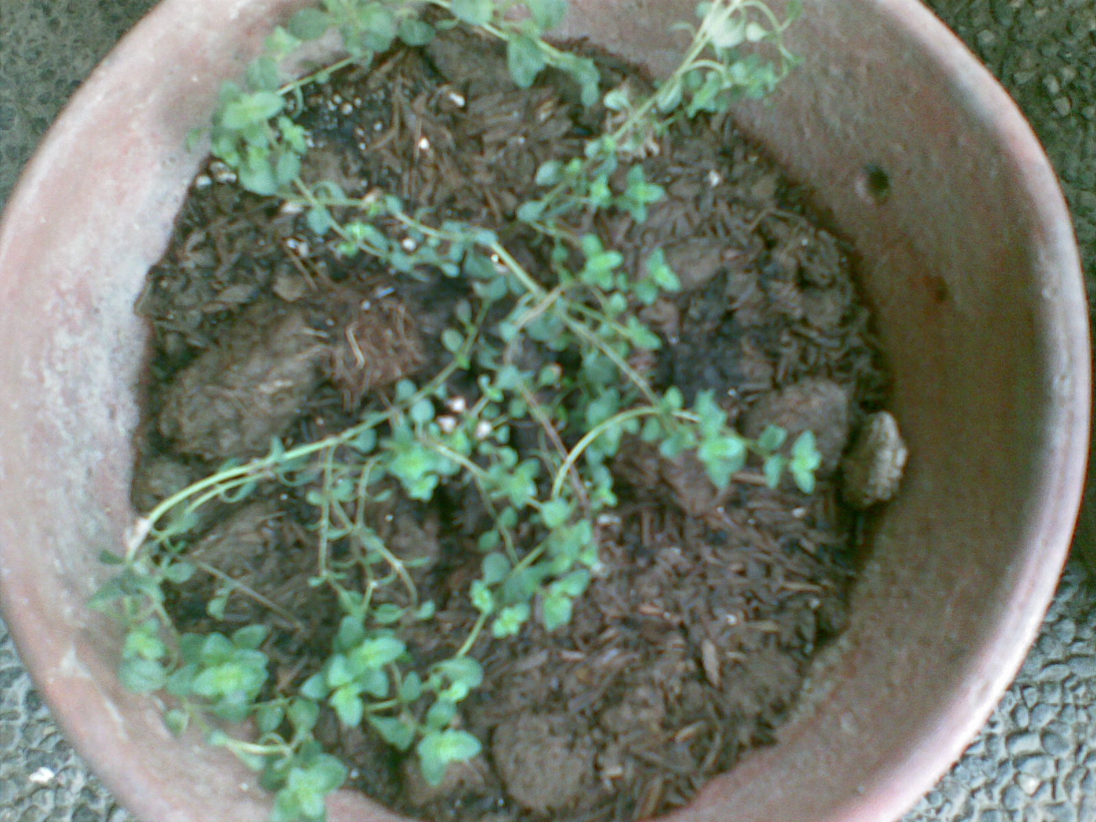 Mental Notes Is My Oregano Thyme Growing? Benefits and Care