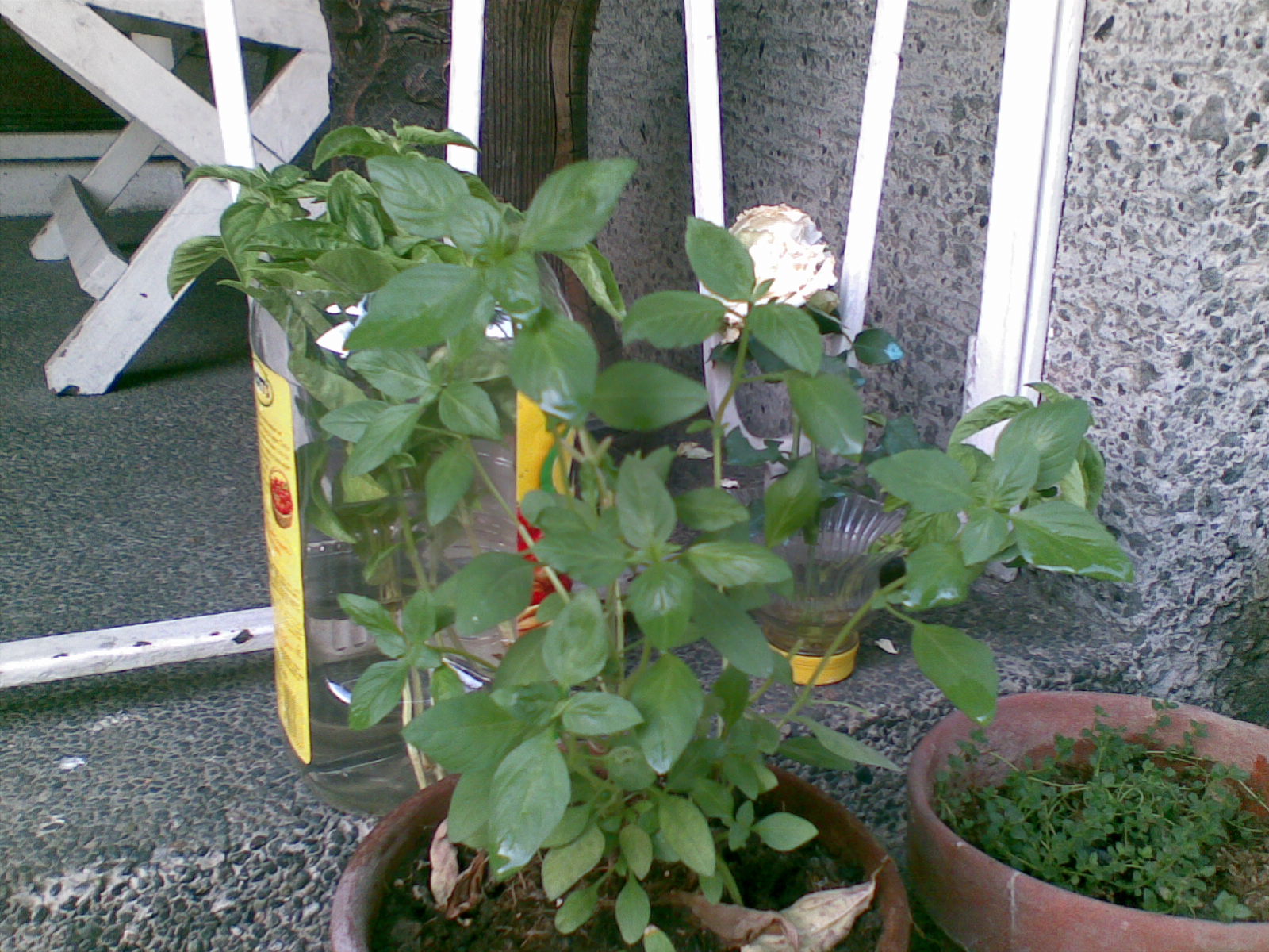 Mental Notes How to Prune Your Basil