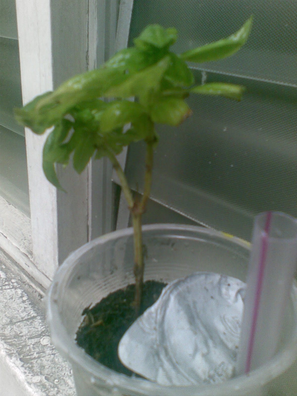 Mental Notes Sweet Basil Wick Watering Setup