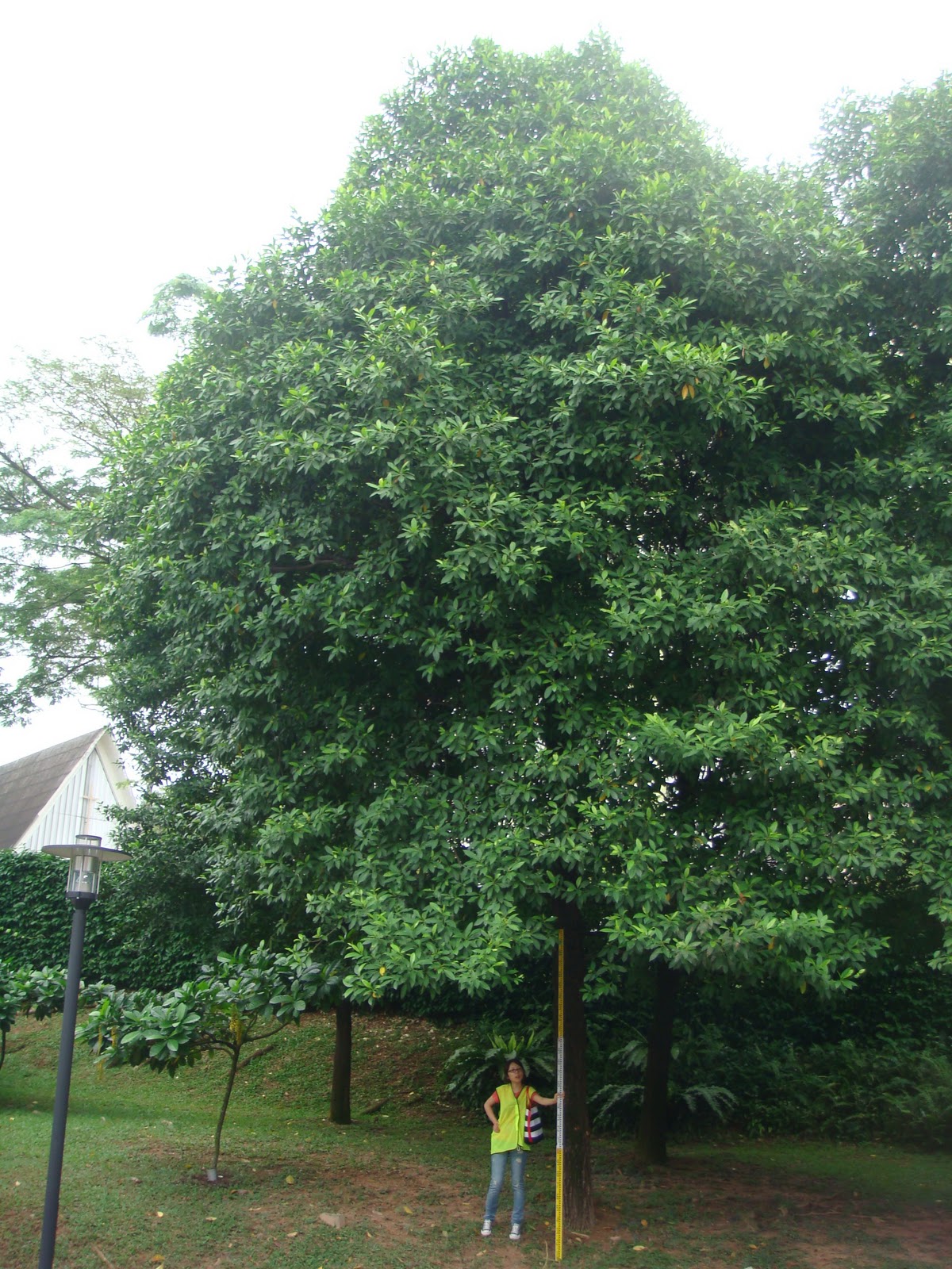 G.I.S TREES