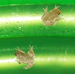The twin tree frogs