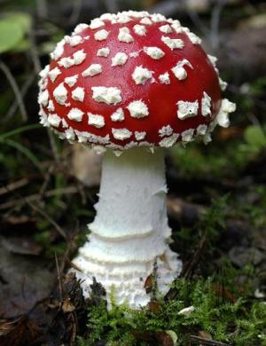 [Mushroom.jpg]