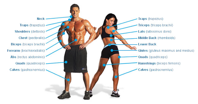 Exercises for muscle groups major muscle groups